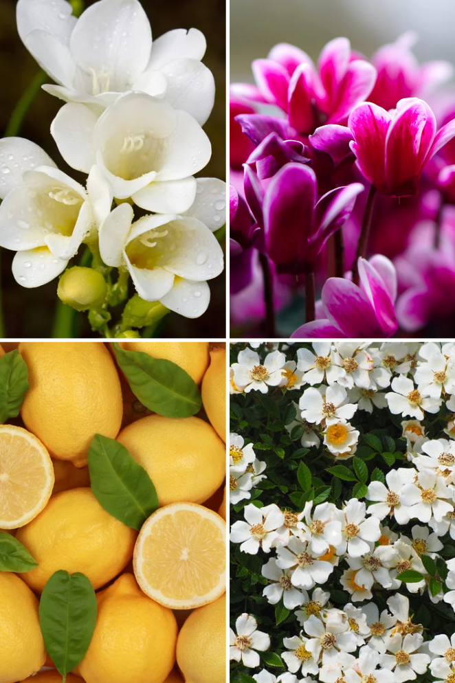 Dolce Stella Linen Spray