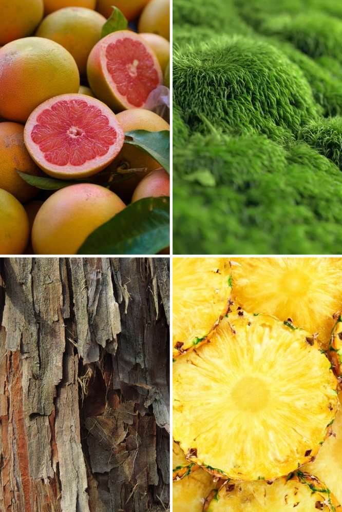 Dolce Foresta Reed Diffuser